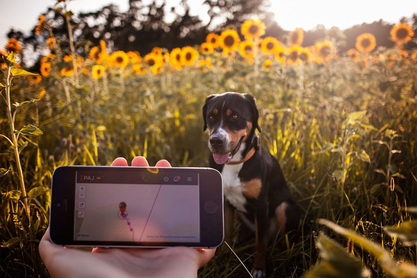 Haustier GPS Tracker Hund