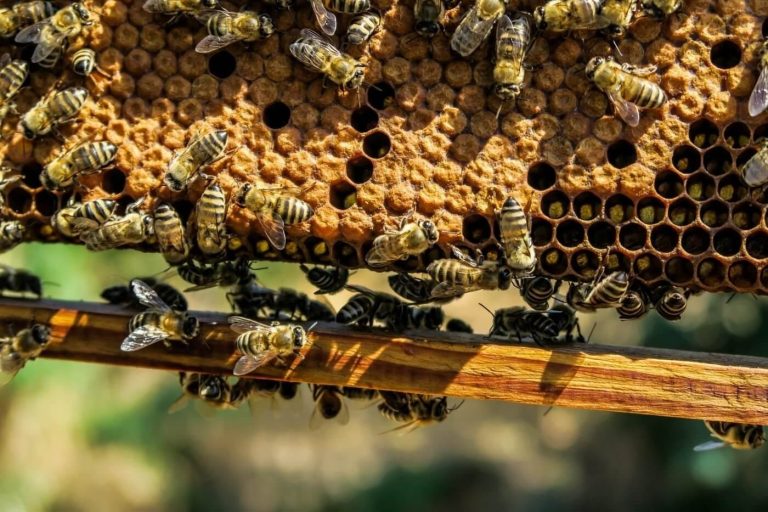 GPS für Bienenstöcke