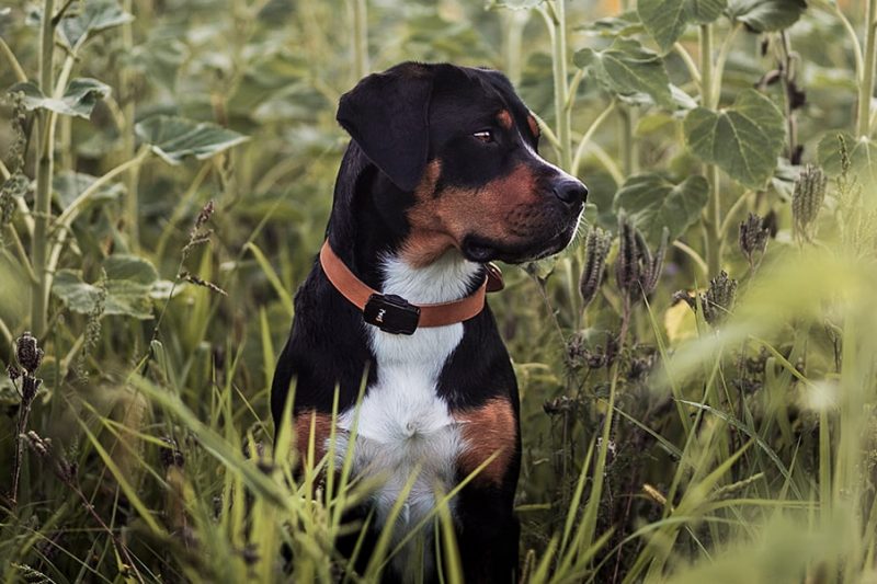 gps tracker hund ohne abo