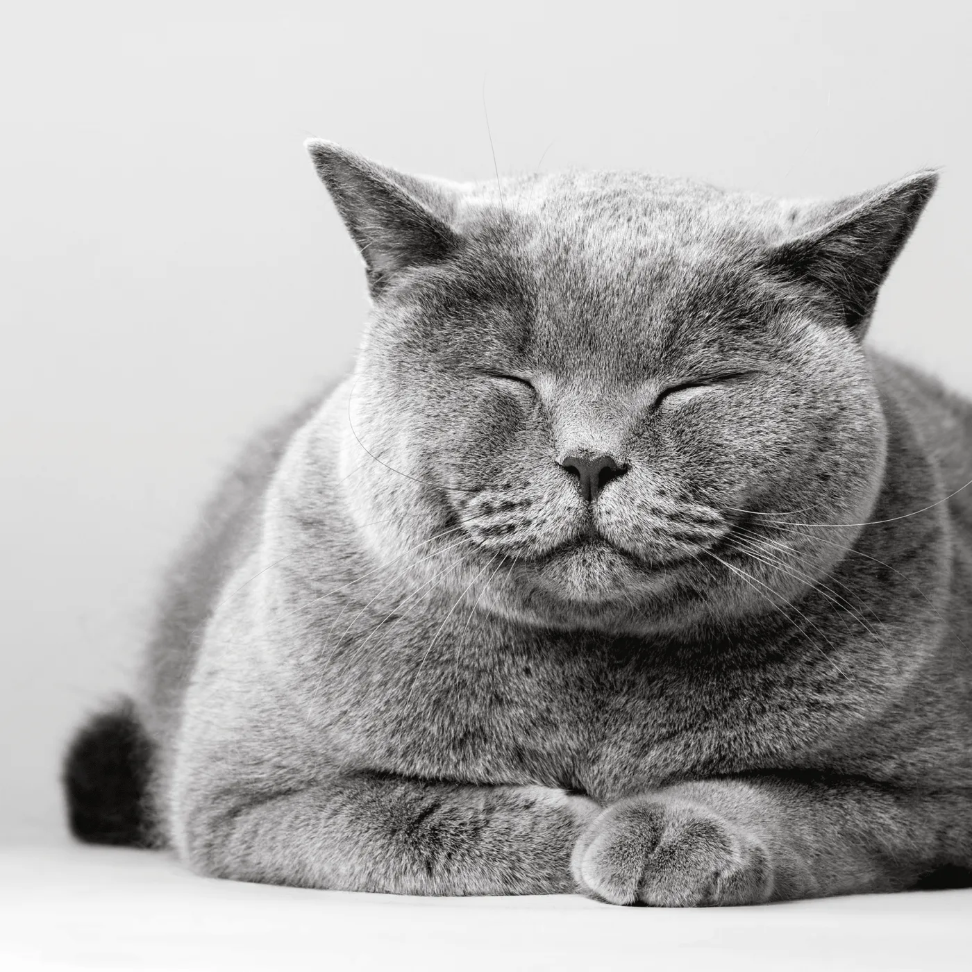 Vorteil GPS Tracker für Katzen