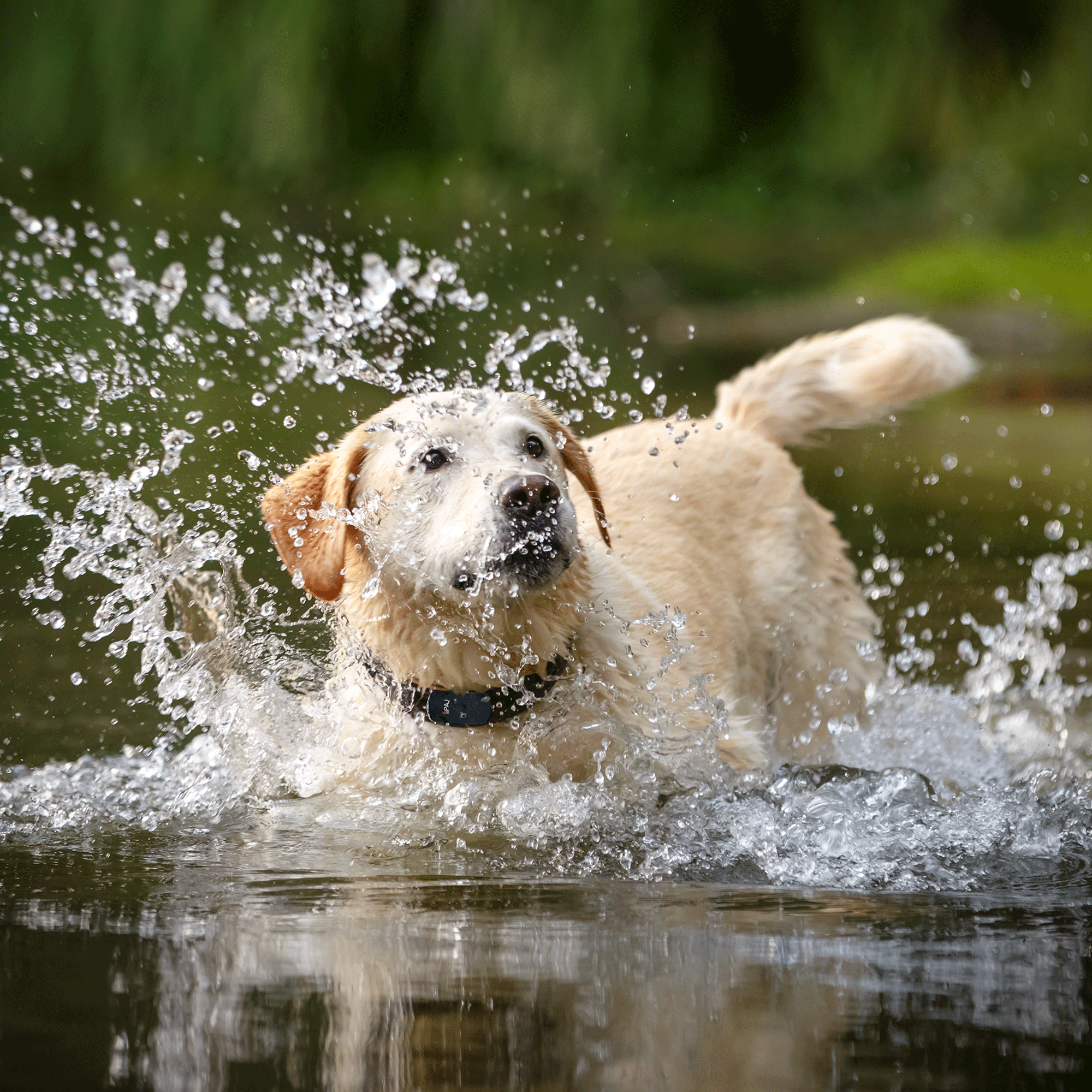 GPS Tracker für Hunde PET Finder 4G PAJ GPS Vorteile