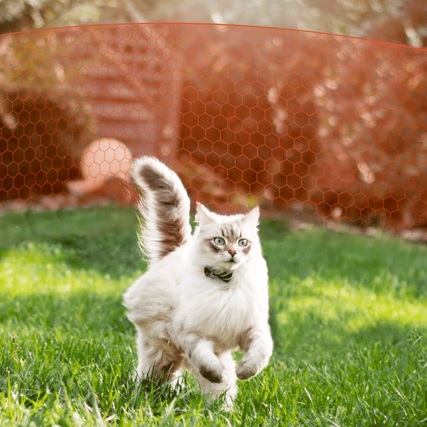 Vorteil GPS Tracker für Katzen