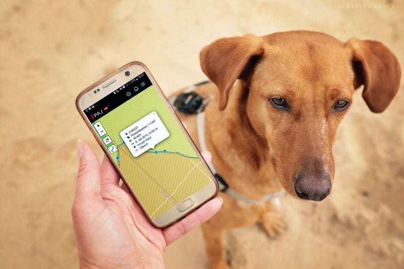 Hund, Handy, Ortungsapp von PAJ