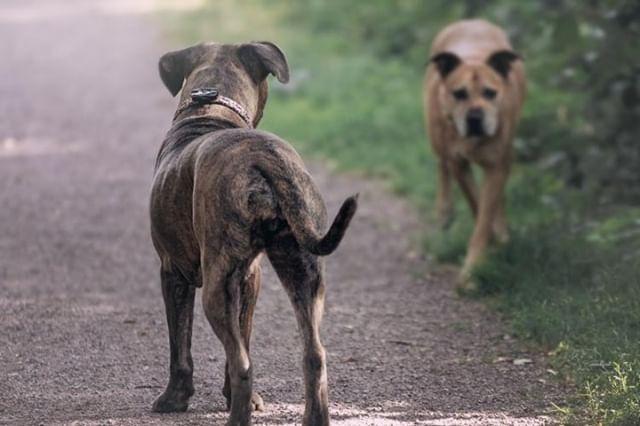 AG GPS Tracker für Hunde bild anwendungsgebiet gps tracker hund grund hund weglaufen - AG GPS Tracker für Hunde