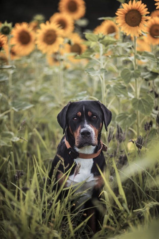 GPS Tracker für Hunde PET Finder 4G PAJ GPS