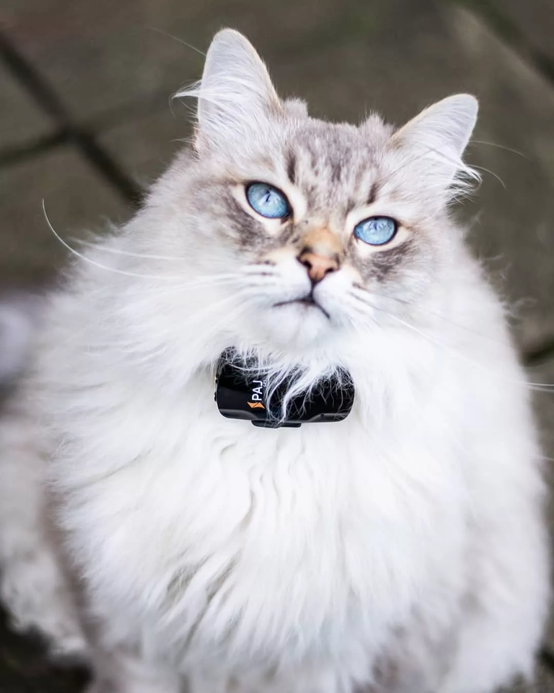 gps tracker katze ohne abo