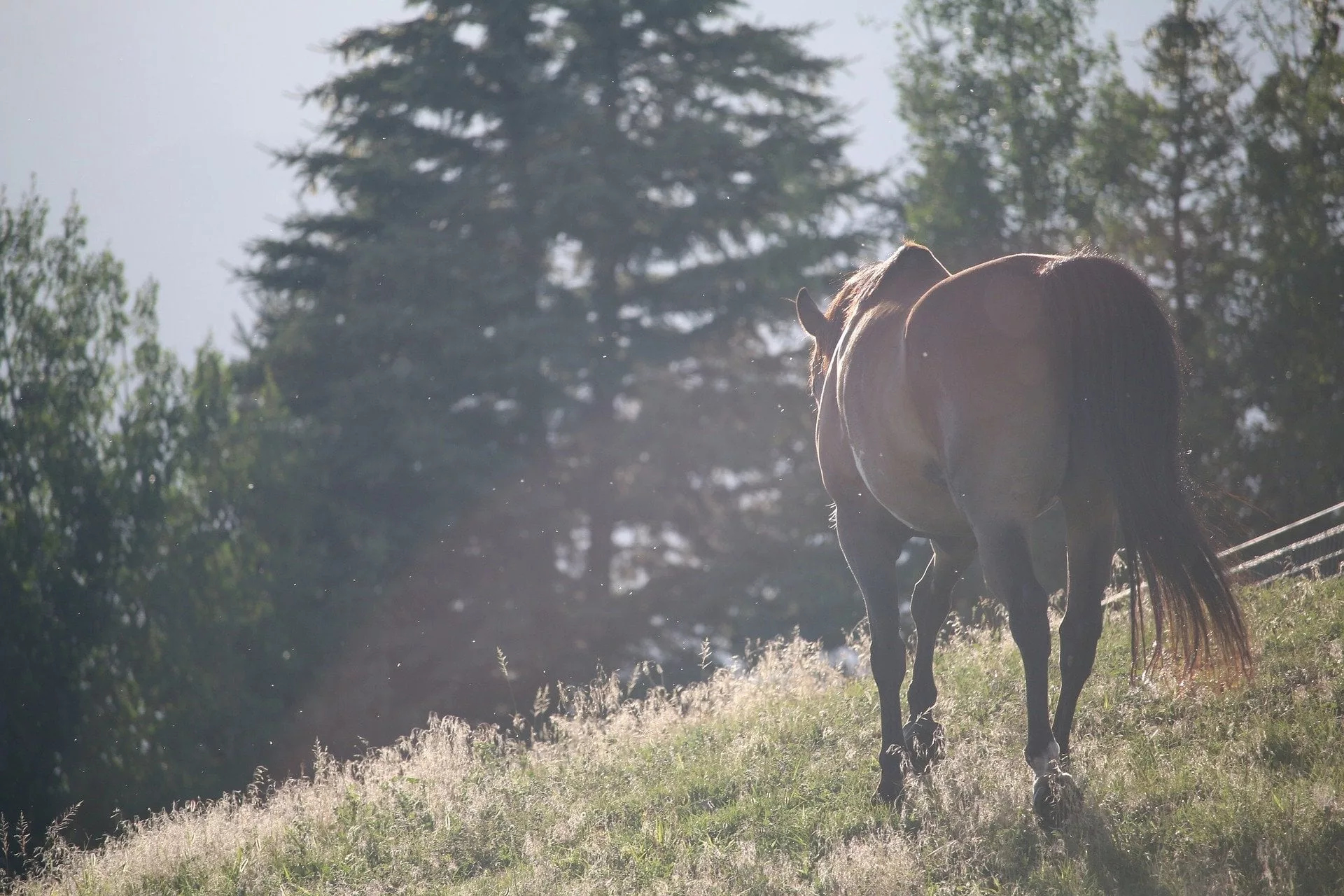 Pferd auf einer Wiese