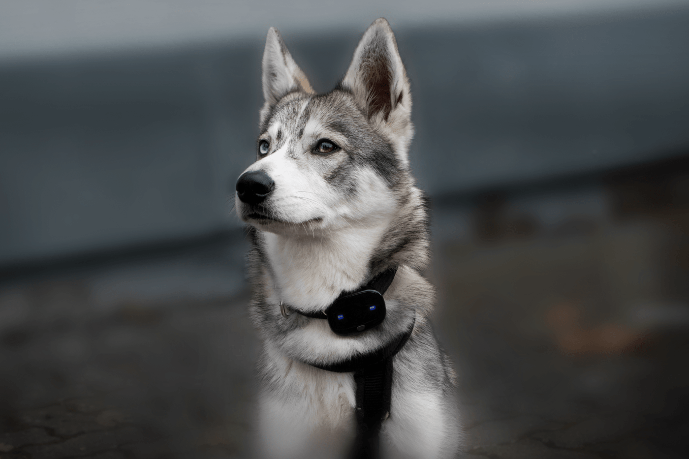 PET Finder 4G GPS Tracker PAJ GPS Hund Halsband