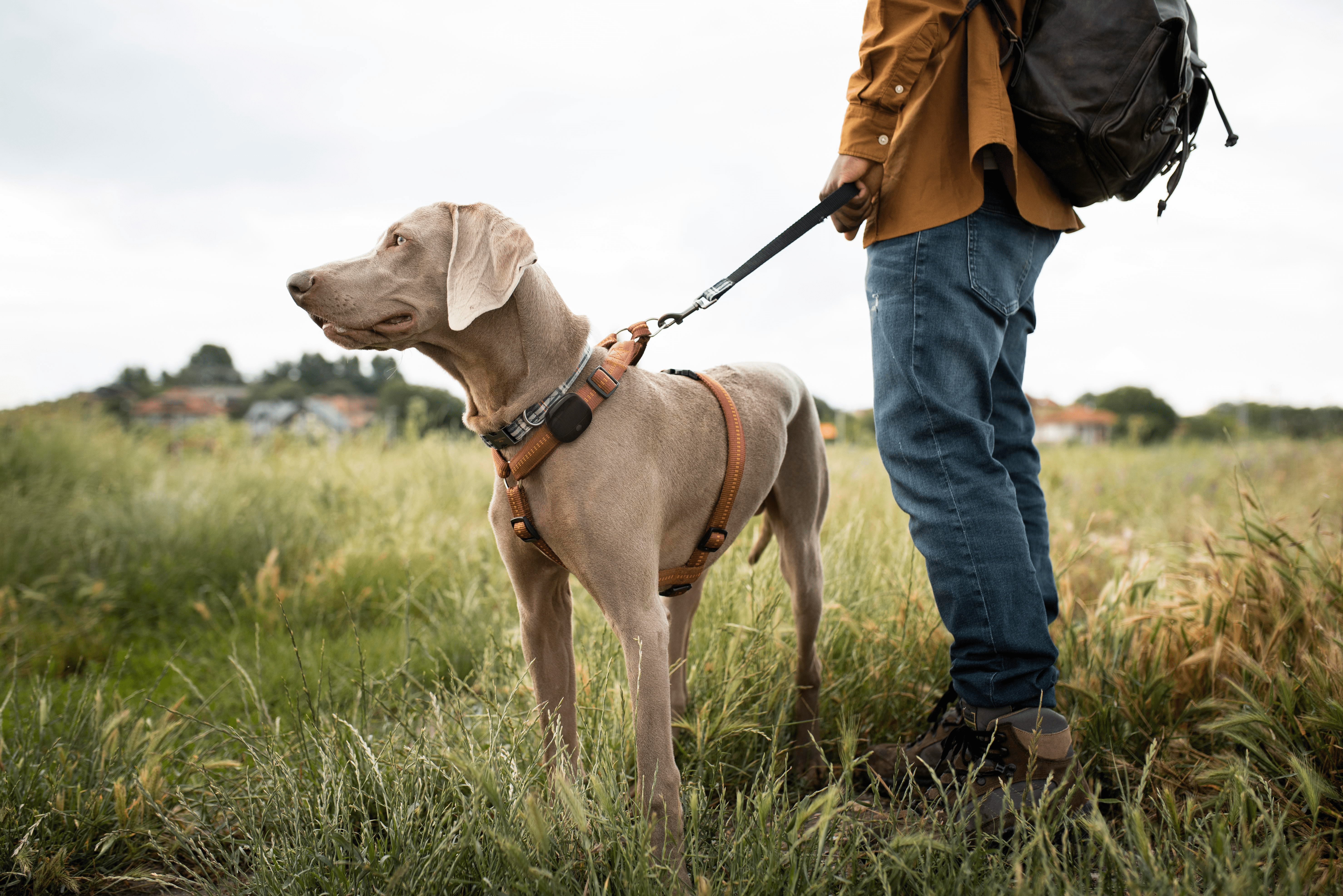 Hund an der Leine mit GPS Tracker PAJ GPS