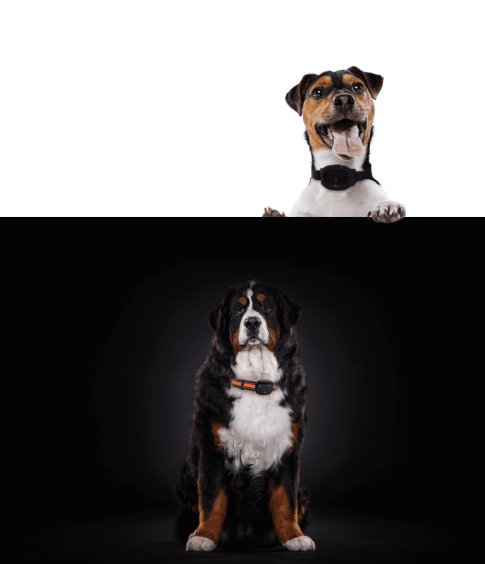 GPS Tracker Hund kaufen Neu 2023 PAJ Hundetracker