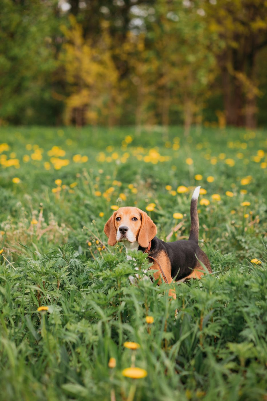 GPS Tracker für Hunde PET Finder 4G PAJ GPS