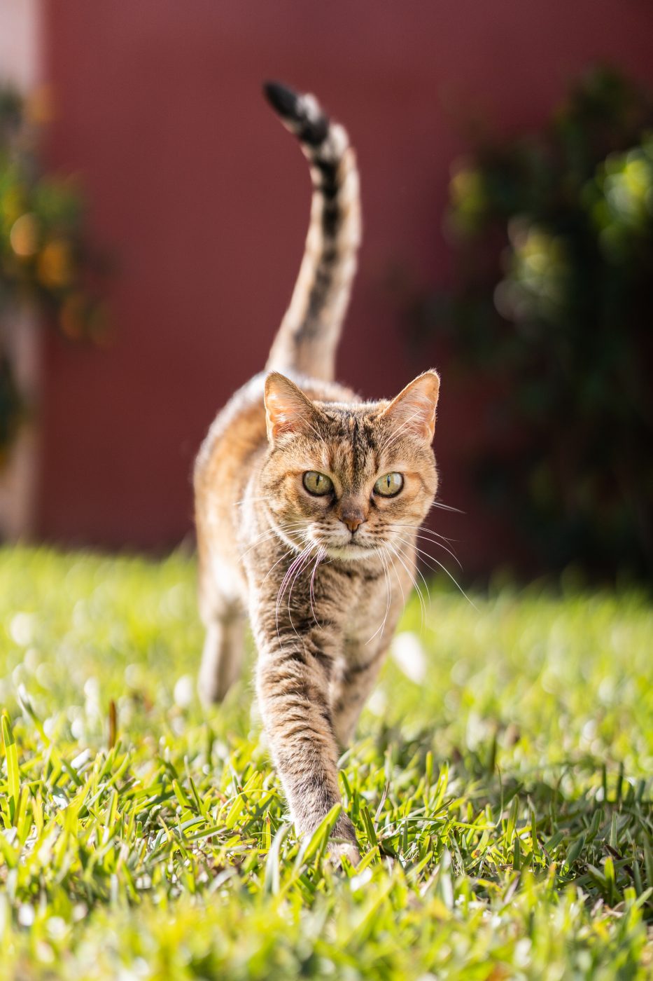 peilsender katze erfahrungen