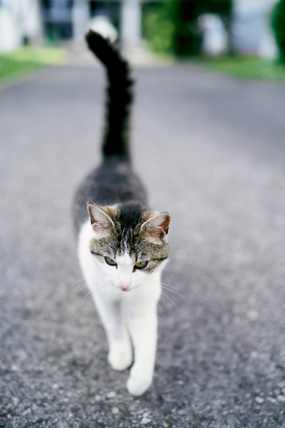 peilsender katze testsieger