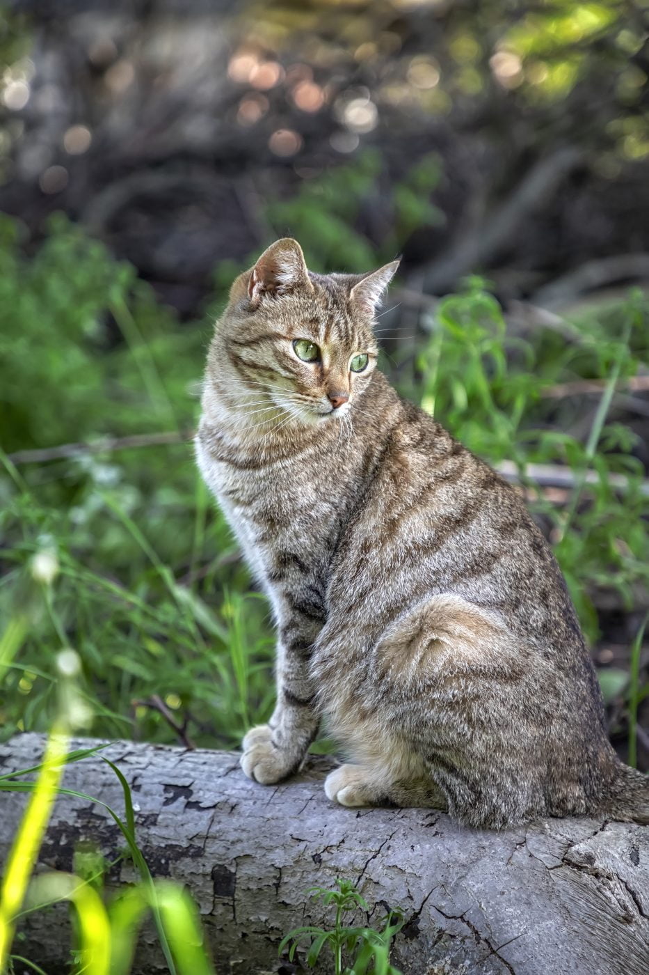 peilsender katze ohne abo