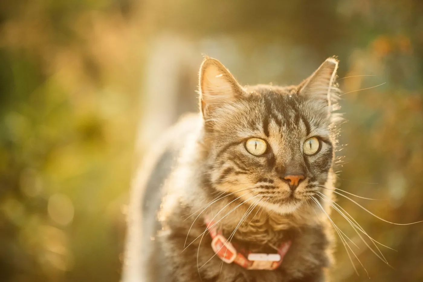 Eine Katzte mit ein Mini GPS Tracker fuer Katze