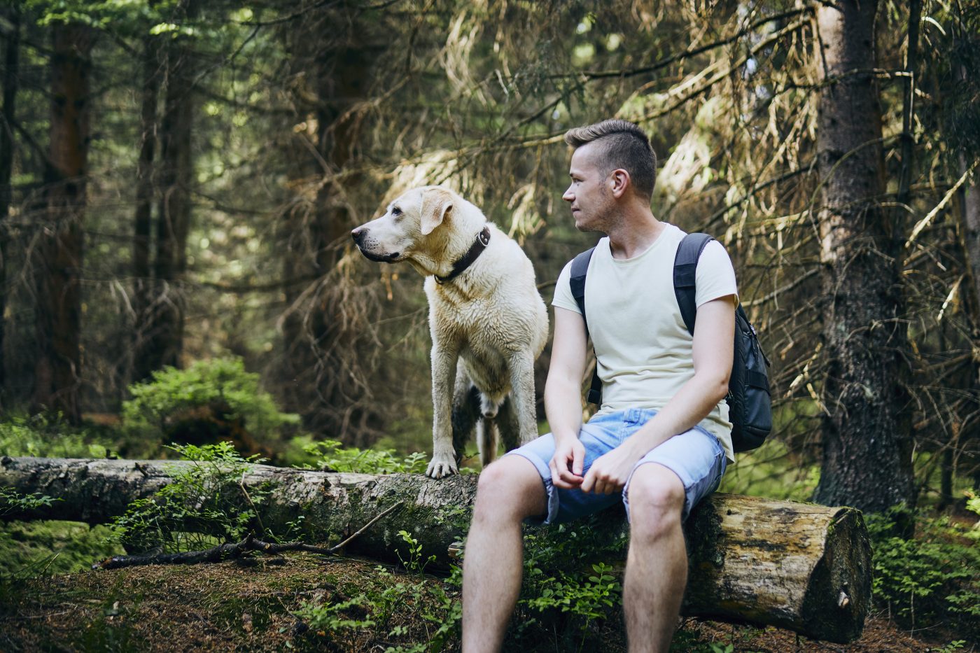 Hund und Besitzer sitzen auf einem Baumstamm. Spaziergang im Wald. Auslauf für den Hund. Hund mit Halsband, ohne Leine