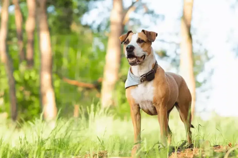 Staffordshire Terrier mit GPS Tracker am Halsband auf einer Wiese