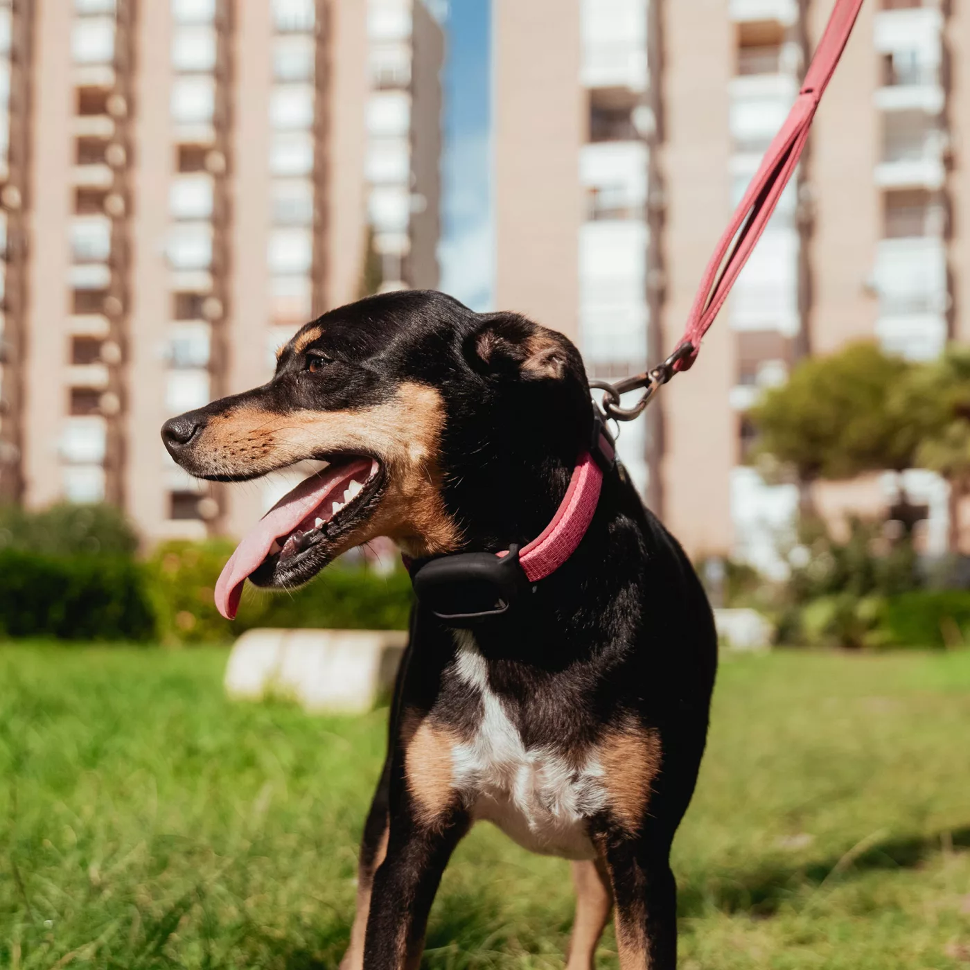 Hund mit GPS Tracker am Halsband