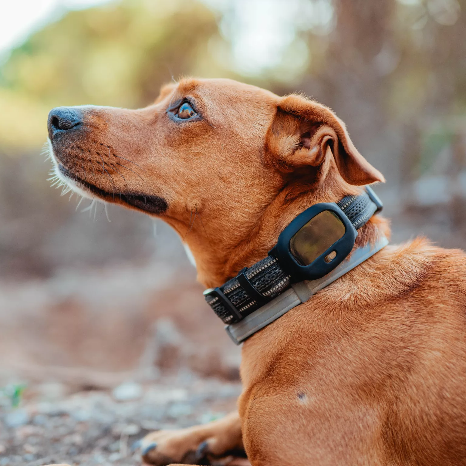 Hund mit GPS Tracker PET Finder 4G am Halsband