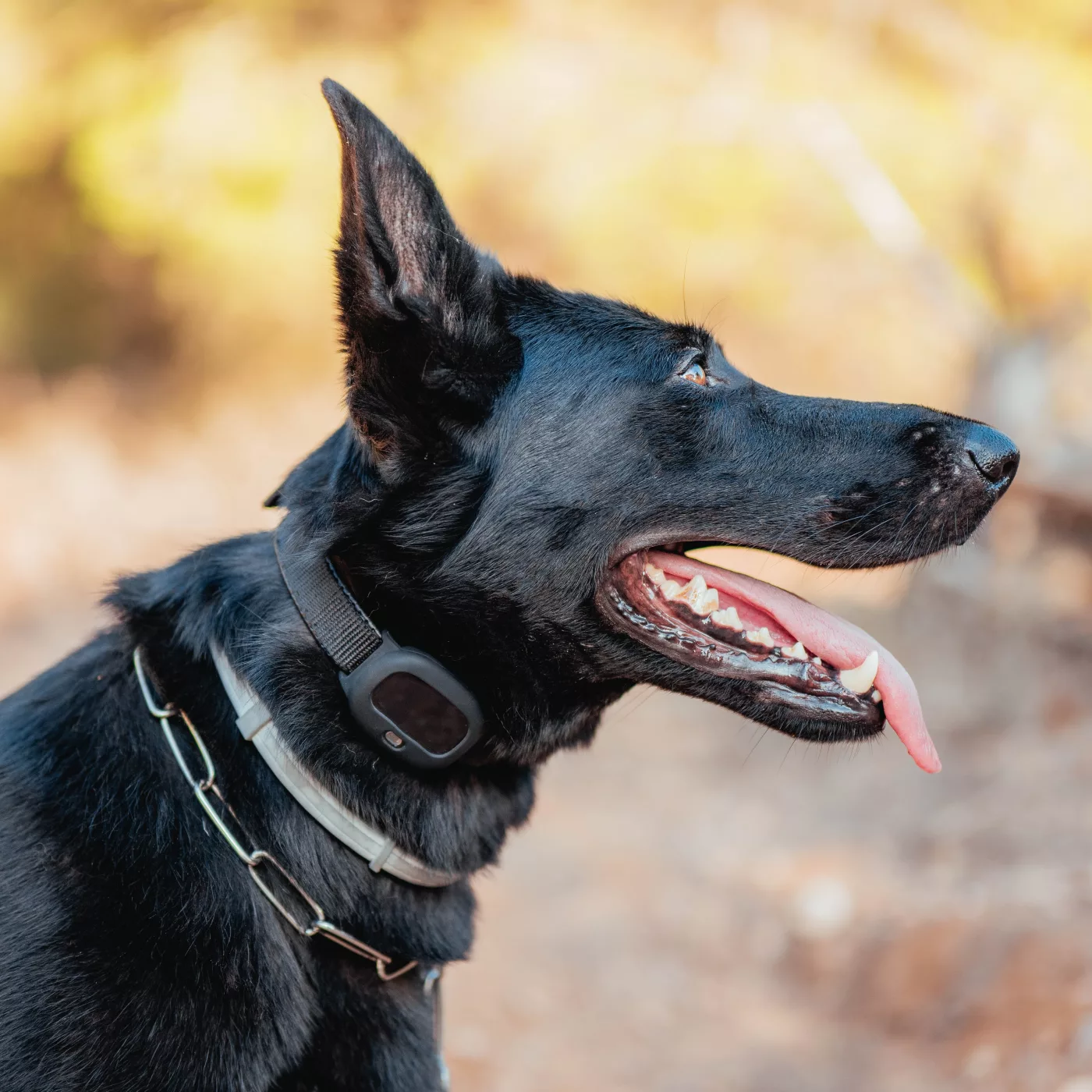 Schwarzer Hund mit GPS Tracker PET Finder 4G am Halsband