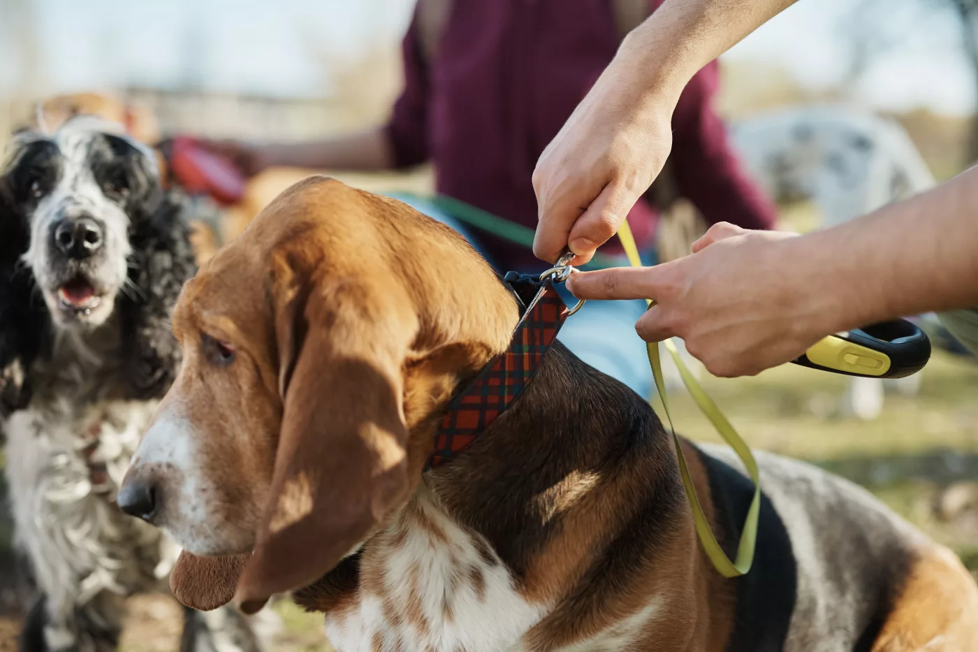 Urlaub mit dem eigenen Hund