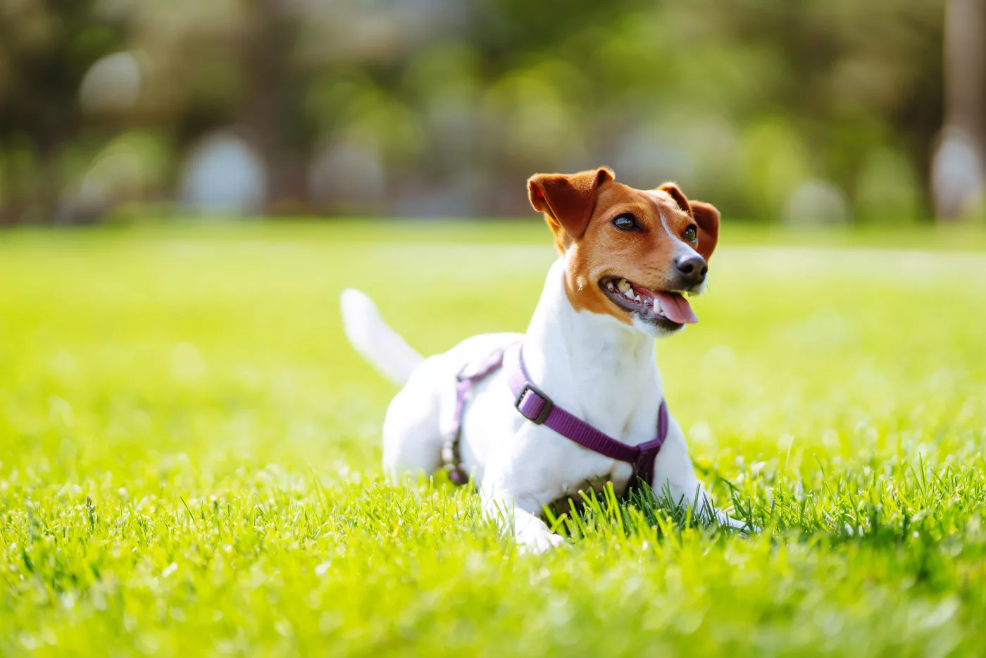 Hund mit Grasmilbenbefall