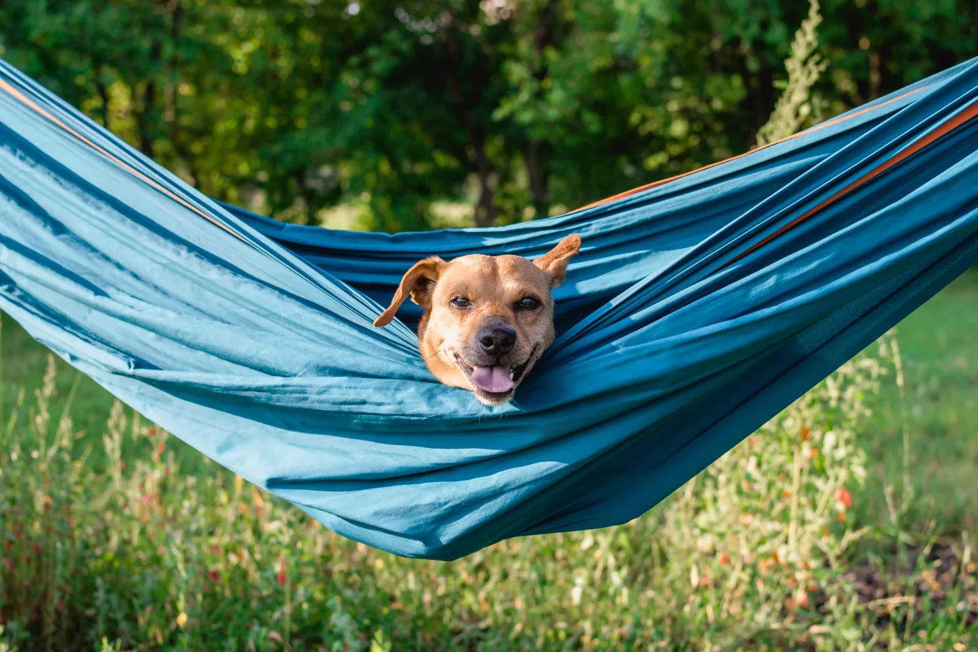 Mit dem Hund in den Sommerurlaub