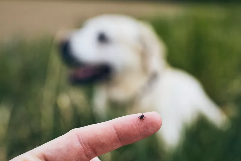 Grasmilben beim Hund