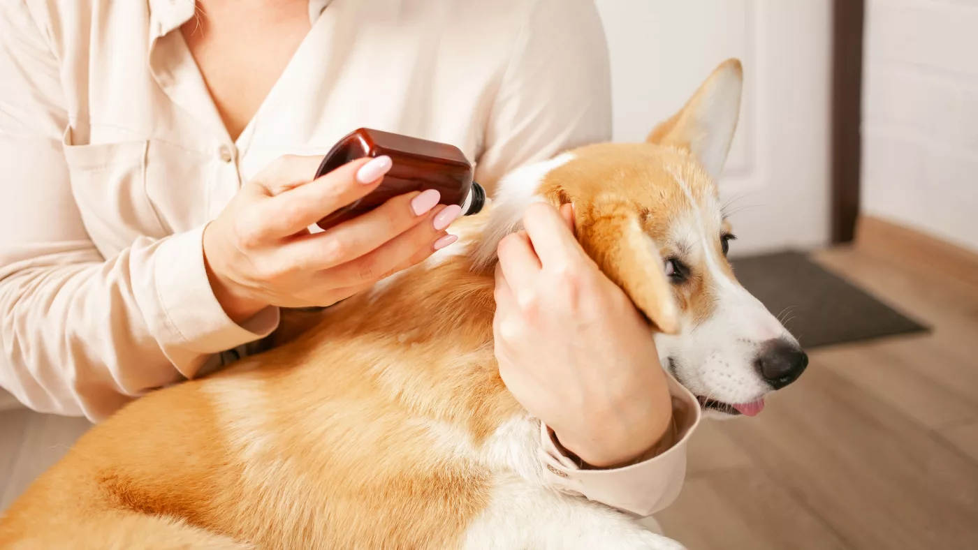 Behandlung von Grasmilben beim Hund