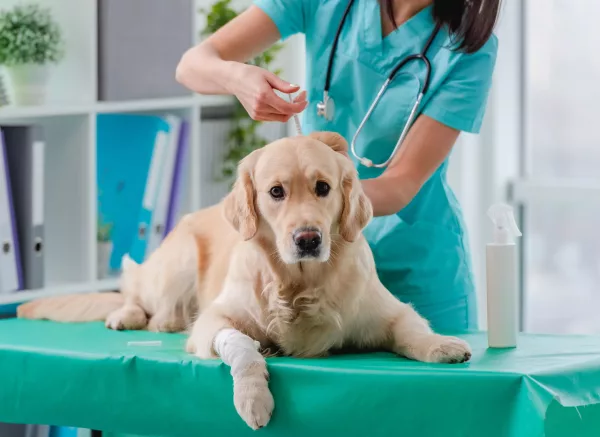 Hund wird gegen Tollwut geimpft