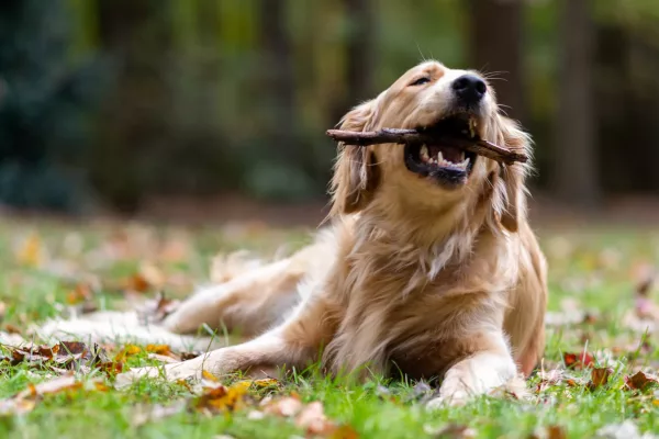 Hund gegen Tollwut impfen