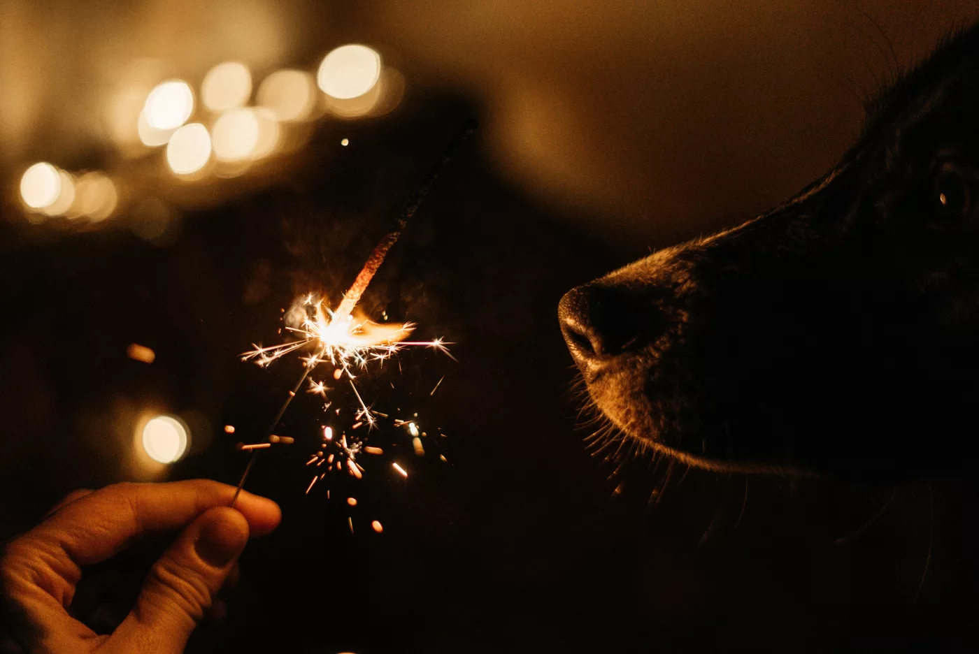 Hund Silvester Beruhigungsmittel