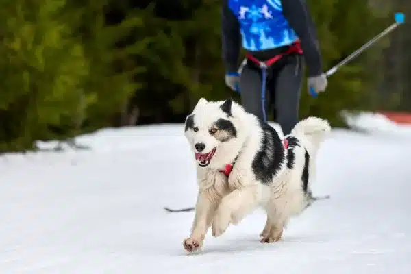 Hunde GPS Tracker ohne monatliche Kosten