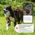 Hunde Trainingsfunktionen