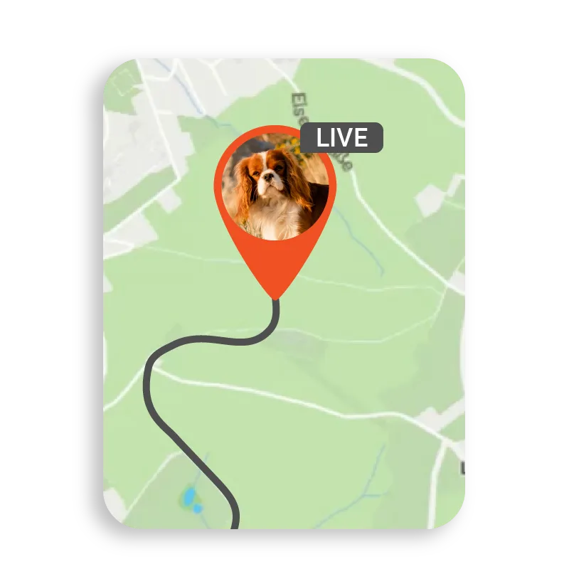 Screenshot der App, der das Live-Tracking eines Hundes auf der Karte zeigt