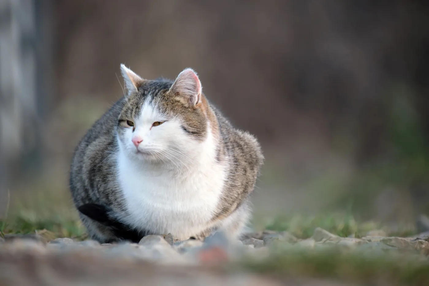 Übergewicht Katze