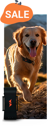 Sale auf GPS Tracker für Hunde im PAJ GPS Tracker Shop