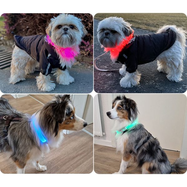 Hundefotos von PAJ LIGHT in schwarz: LED Halsband für Hunde von PAJ GPS