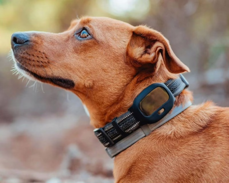 Schutz eines Hundes mit GPS‑Halsband für Hunde. Das neue GPS‑Hundehalband von PAJ GPS