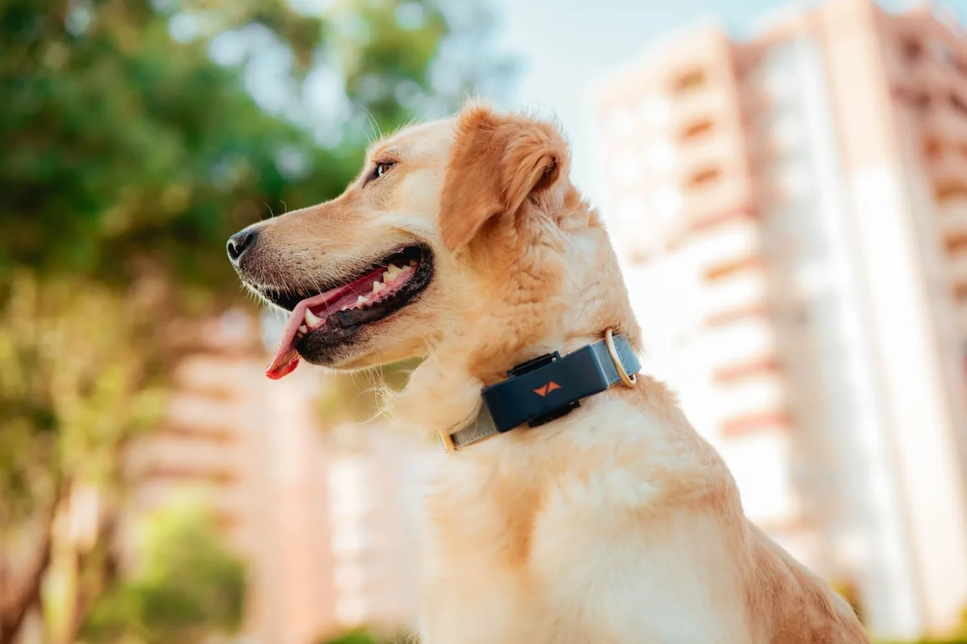 Ein Hund mit einem GPS Halsband draussen