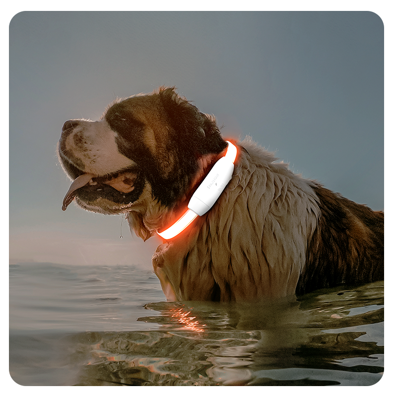 Perro en el agua