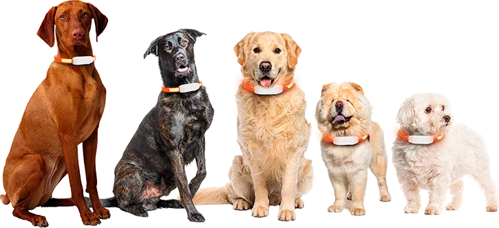 Leuchtband für Hunde von PAJ