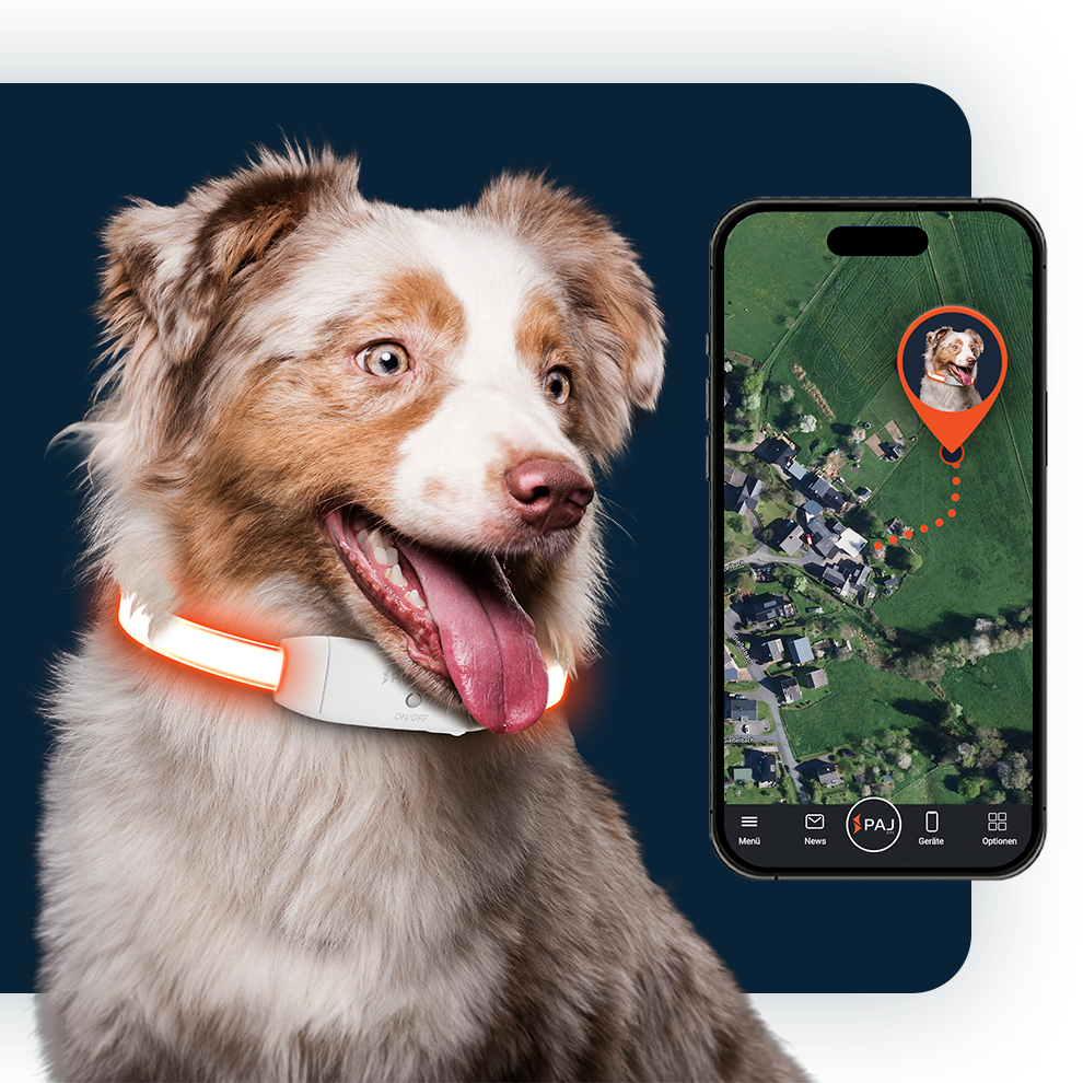 Perro con collar LED y móvil