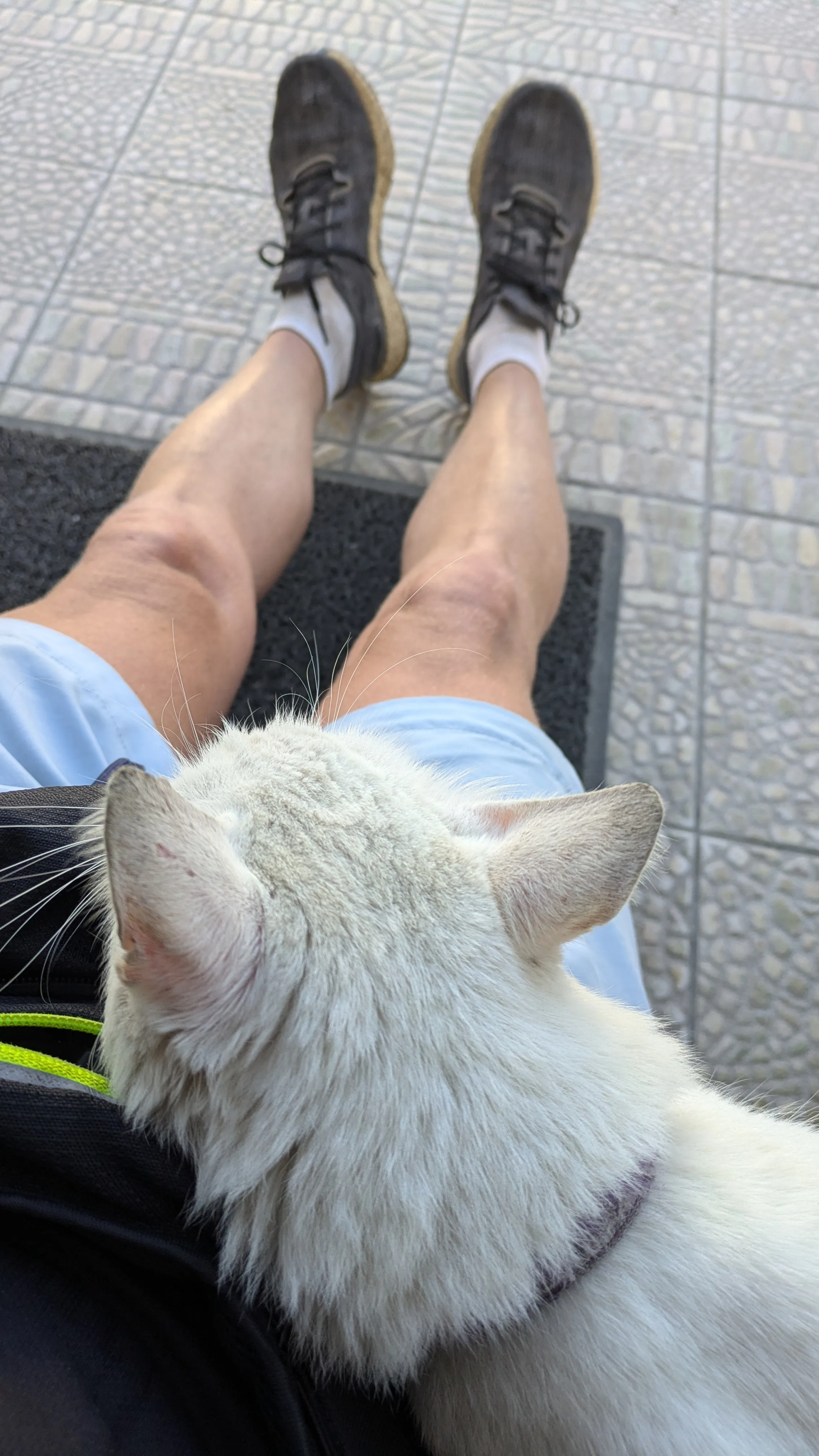 PAJ stories People finder pet Scorpion_007