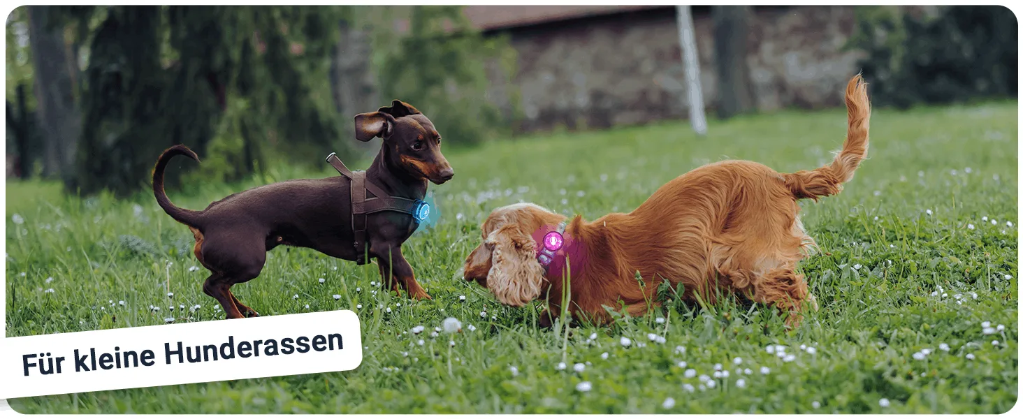PAJ LIGHT Mini: LED-Licht für kleine Hunde