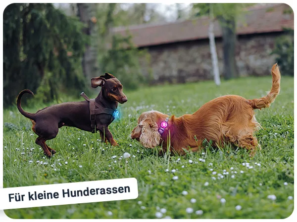 PAJ LIGHT Mini: LED-Licht für kleine Hunde