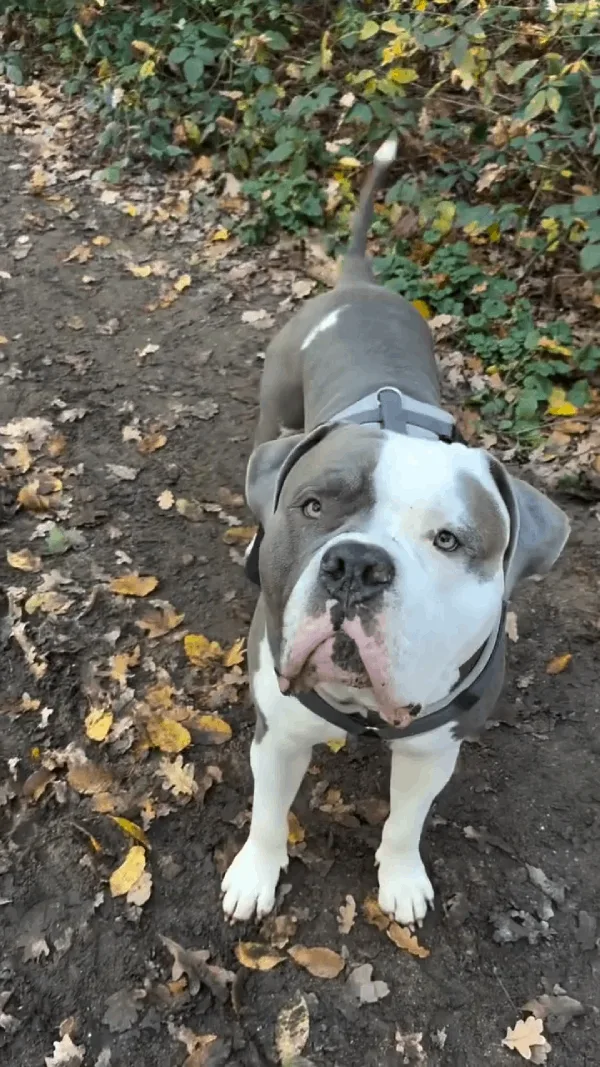 videoframe_bigbluekobe