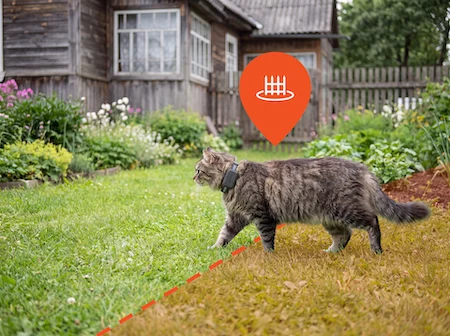 Braune Katze bewegt sich über eine Rasenfläche