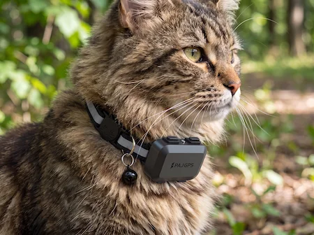 Braune Katze mit PAJ PET Finder am Halsband