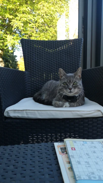 Katze Charly entspannt im Garten -Erfahrungsbericht von Gabriel & Charly